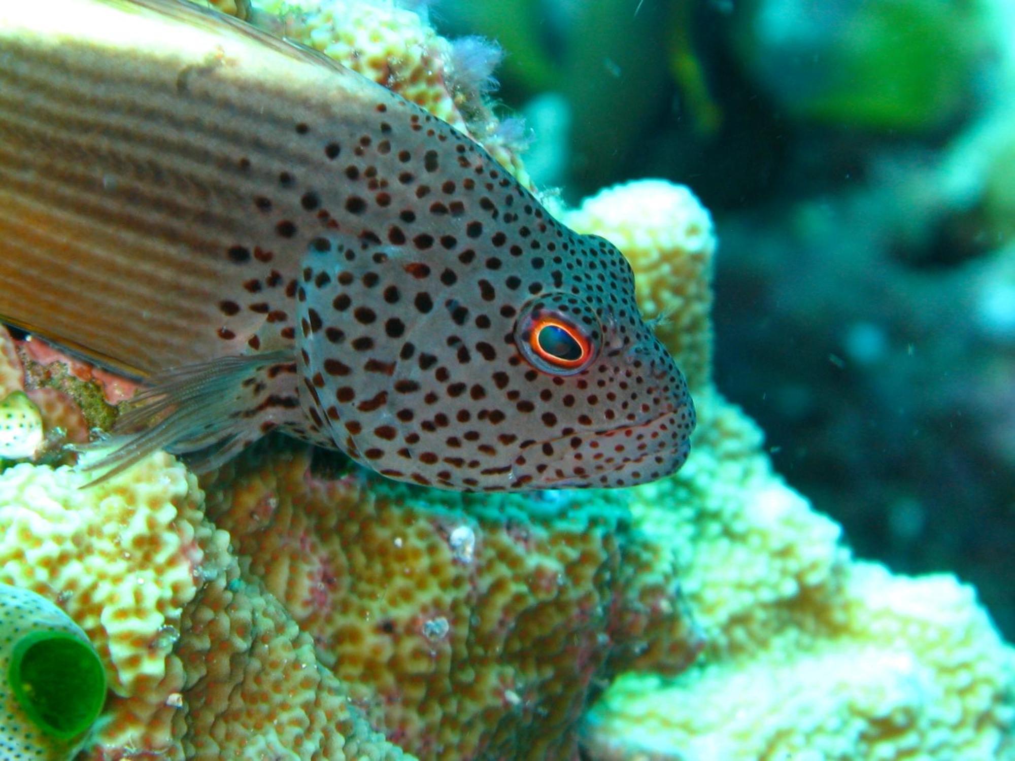 Bunaken Cha Cha Nature Resort Екстер'єр фото