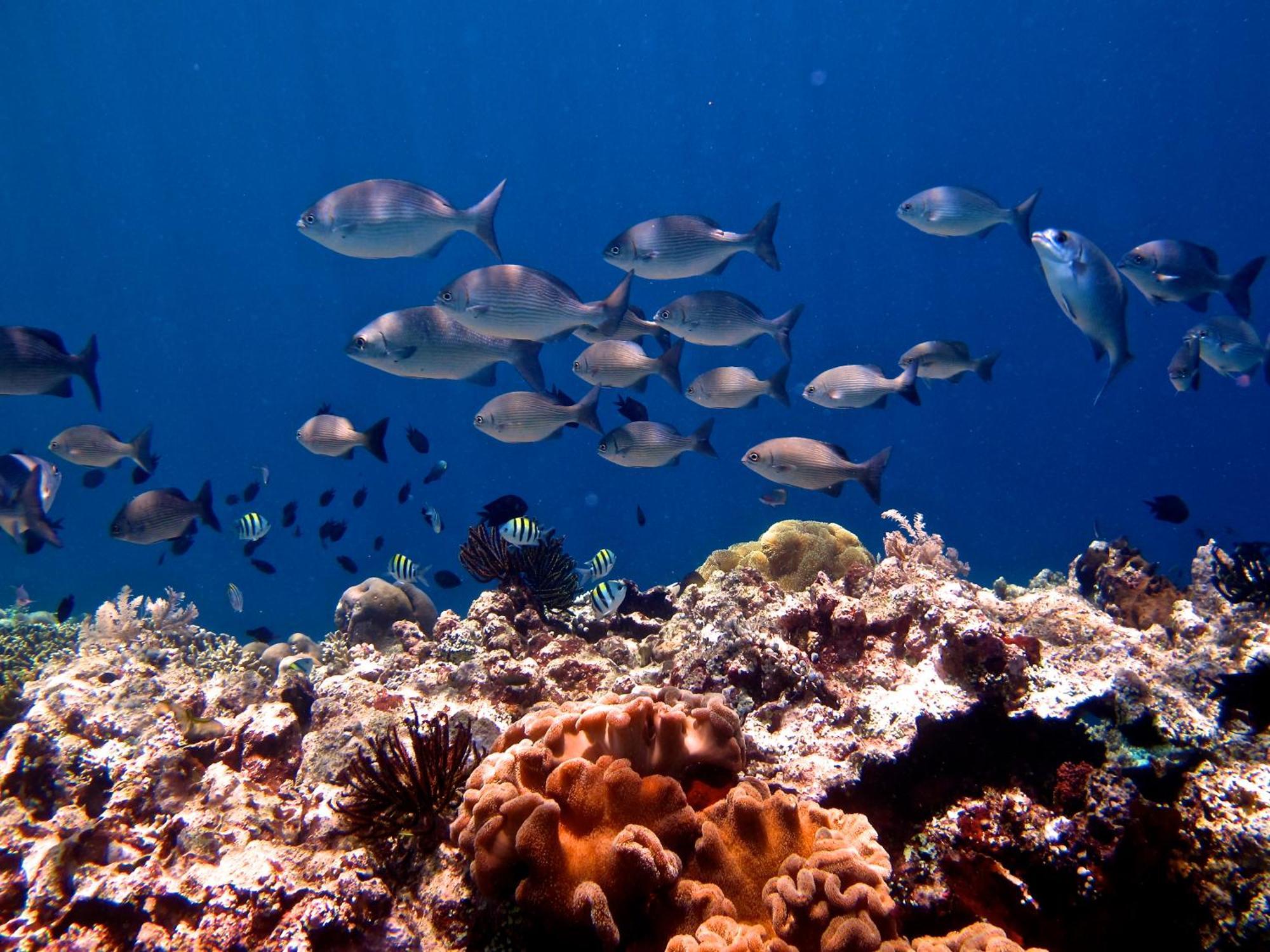 Bunaken Cha Cha Nature Resort Екстер'єр фото