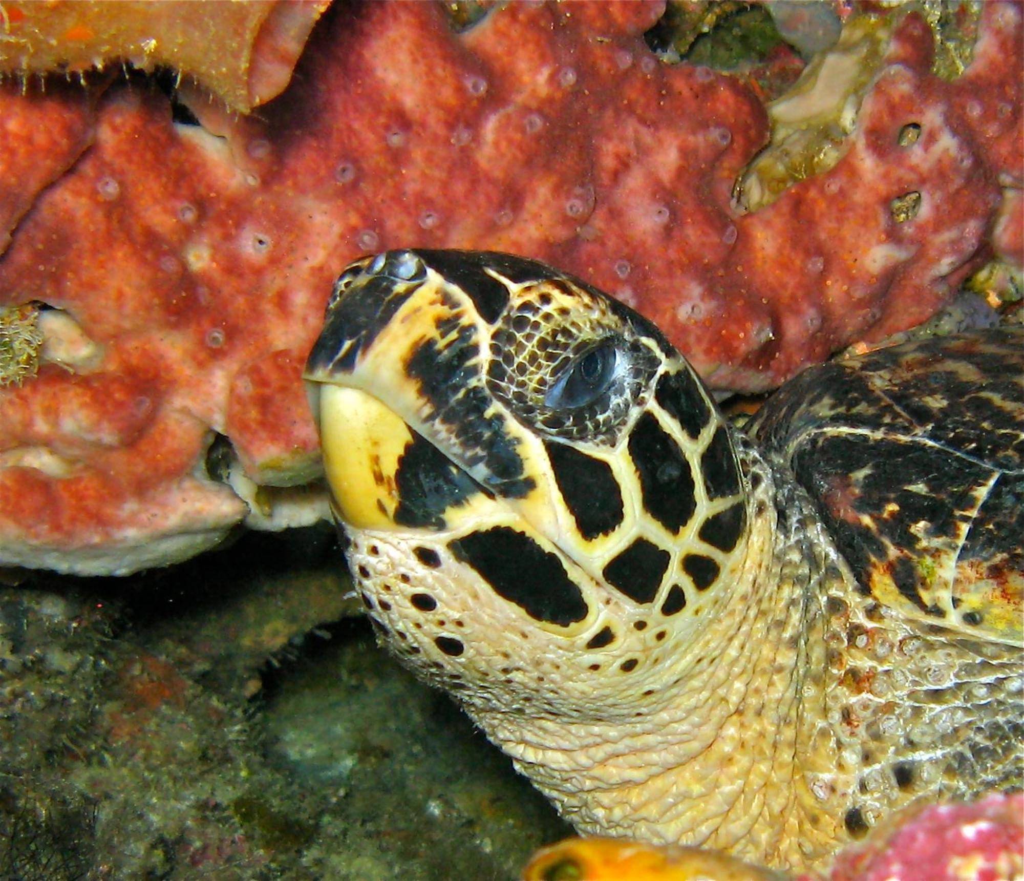 Bunaken Cha Cha Nature Resort Екстер'єр фото