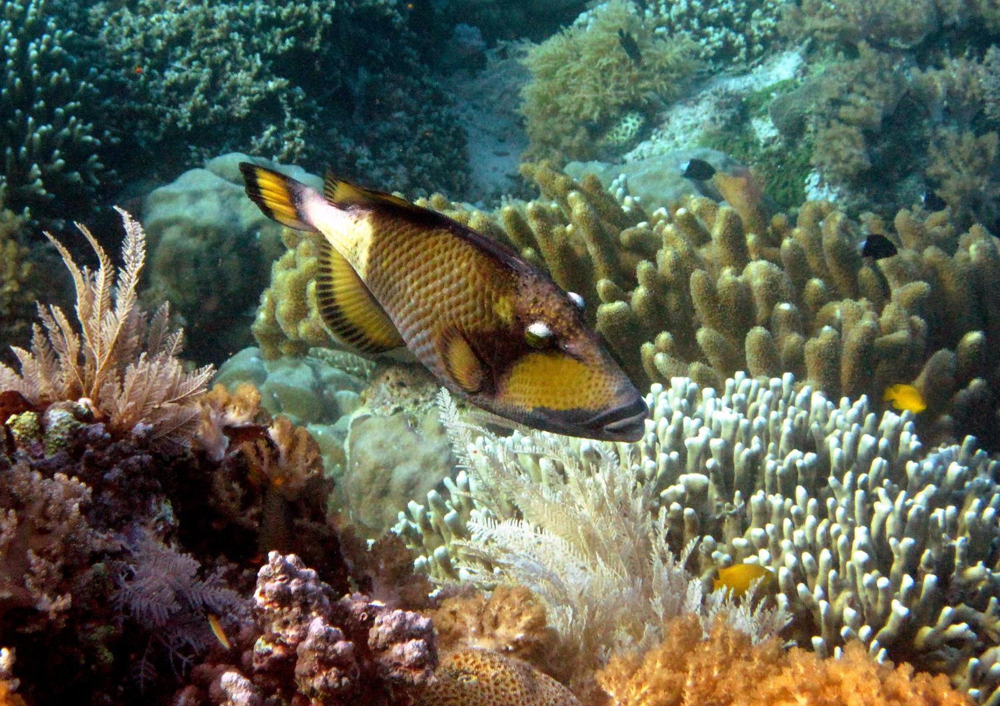 Bunaken Cha Cha Nature Resort Екстер'єр фото